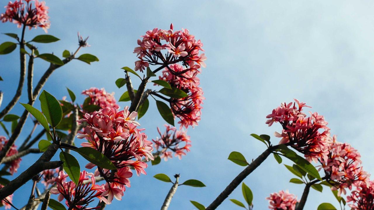 Sustainable urban gardening integrated with AI sensors